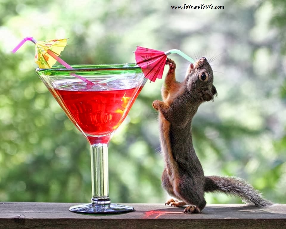squirrel drink